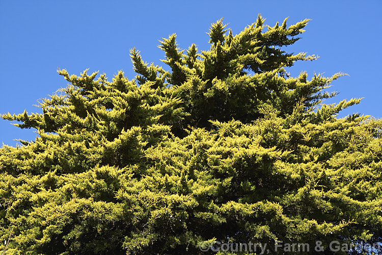 Golden Monterey. Cypress (<i>Hesperocyparis macrocarpa 'Lutea' [syn 'Aurea'), a yellow-foliaged form of a 20-45m tall Californian coniferous tree. As with the plain green-foliaged species, it is often used for hedging. cupressus-2101ht. Order: Pinales, Family: Cupressaceae