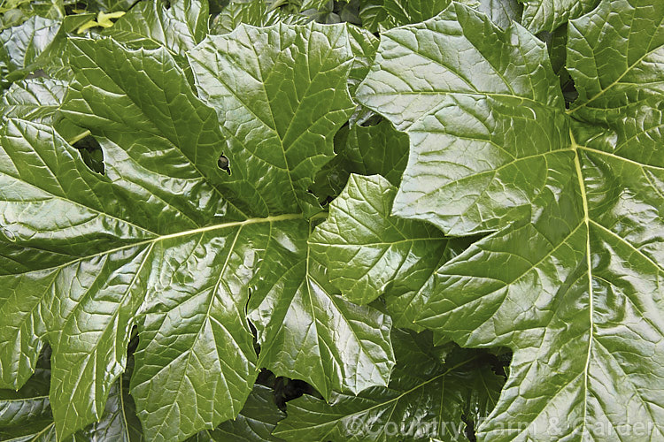 The mature foliage of Bear's Breeches (<i>Acanthus mollis</i>), a usually evergreen summer-flowering perennial native to southwest Europe and North Africa. It was often featured in ancient Greek and Roman designs. Order: Lamiales, Family: Acanthaceae