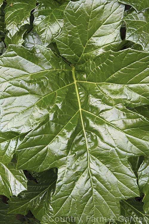 The mature foliage of Bear's Breeches (<i>Acanthus mollis</i>), a usually evergreen summer-flowering perennial native to southwest Europe and North Africa. It was often featured in ancient Greek and Roman designs, Order: Lamiales, Family: Acanthaceae