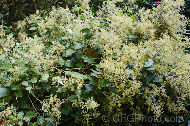 Rangiora (<i>Brachyglottis repanda</i>), a large-leaved, 25-6m tall, spring-flowering, evergreen shrub or small tree native to New Zealand. The tiny, cream, daisy-like flowers are massed in panicles and open from mid-spring. brachyglottis-2162htm'>Brachyglottis.