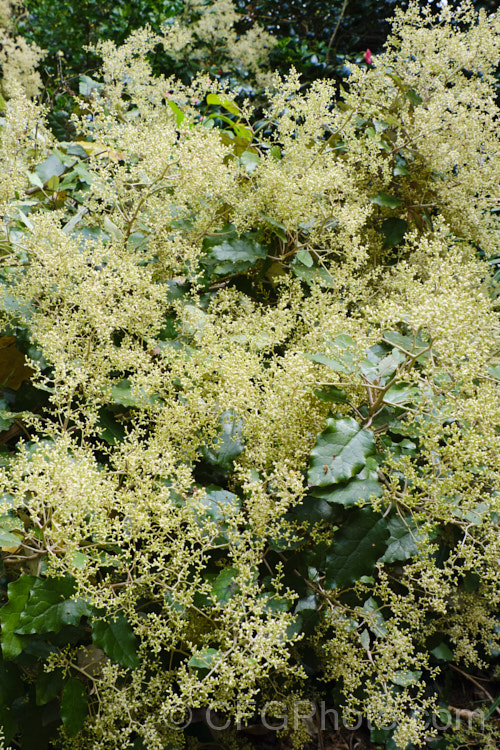 Rangiora (<i>Brachyglottis repanda</i>), a large-leaved, 25-6m tall, spring-flowering, evergreen shrub or small tree native to New Zealand. The tiny, cream, daisy-like flowers are massed in panicles and open from mid-spring. brachyglottis-2162htm'>Brachyglottis.