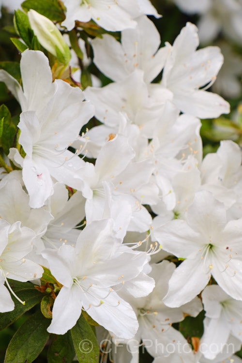 Rhododendron (evergreen azalea</i>) 'Fielder's White', a Southern. Indica, probably a form of 'Mucronatum'. It has mildly fragrant white flowers and tends to produce the mauve-flowered sports