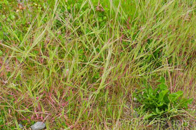 An unidentified species of Bromus grass with distinctive red-tinted foliage. This colouration may be a reaction to the harsh environment in which the plant was growing. Bromes are common grasses that are often considered to be weeds. bromus-2608htm'>Bromus. .