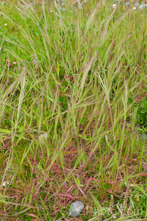 An unidentified species of Bromus grass with distinctive red-tinted foliage. This colouration may be a reaction to the harsh environment in which the plant was growing. Bromes are common grasses that are often considered to be weeds. bromus-2608htm'>Bromus. .