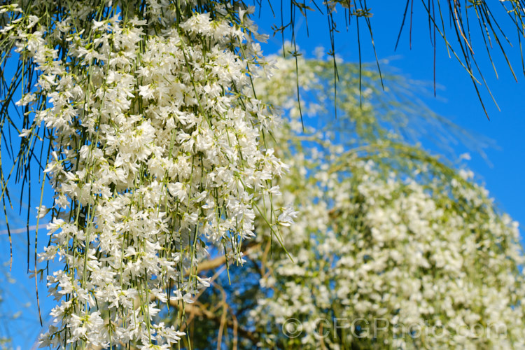 A pure white-flowered form of the Weeping Broom (<i>Carmichaelia stevensonii [syn. <i>Chordospartium stevensonii</i>]), a near-leafless summer-flowering shrub that occurs naturally in the Marlborough region of the South Island of New Zealand It has an attractive weeping growth habit and can reach 6m tall but is usually considerably smaller. Order: Fabales, Family: Fabaceae