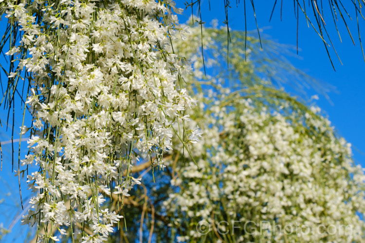 A pure white-flowered form of the Weeping Broom (<i>Carmichaelia stevensonii [syn. <i>Chordospartium stevensonii</i>]), a near-leafless summer-flowering shrub that occurs naturally in the Marlborough region of the South Island of New Zealand It has an attractive weeping growth habit and can reach 6m tall but is usually considerably smaller. Order: Fabales, Family: Fabaceae