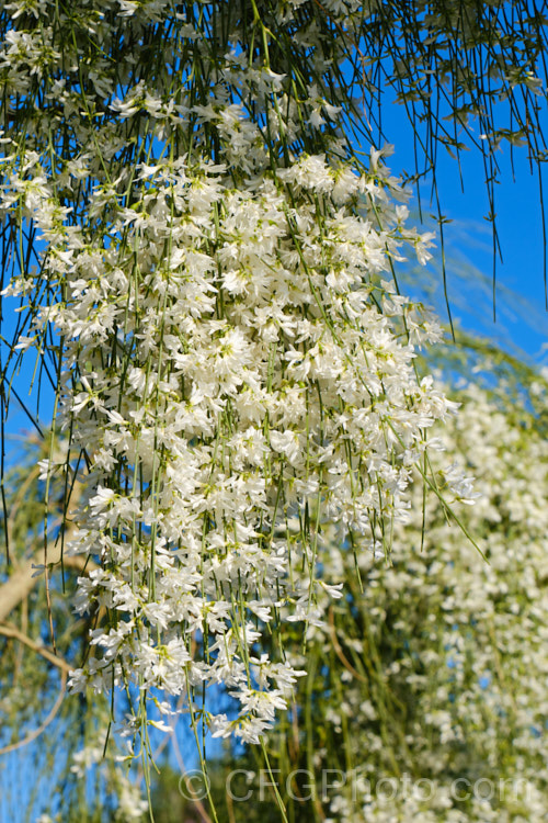 A pure white-flowered form of the Weeping Broom (<i>Carmichaelia stevensonii [syn. <i>Chordospartium stevensonii</i>]), a near-leafless summer-flowering shrub that occurs naturally in the Marlborough region of the South Island of New Zealand It has an attractive weeping growth habit and can reach 6m tall but is usually considerably smaller. Order: Fabales, Family: Fabaceae