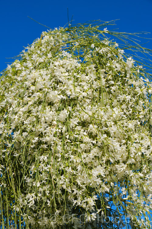 A pure white-flowered form of the Weeping Broom (<i>Carmichaelia stevensonii [syn. <i>Chordospartium stevensonii</i>]), a near-leafless summer-flowering shrub that occurs naturally in the Marlborough region of the South Island of New Zealand It has an attractive weeping growth habit and can reach 6m tall but is usually considerably smaller. Order: Fabales, Family: Fabaceae