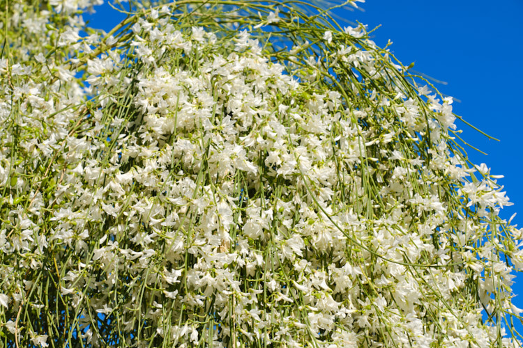 A pure white-flowered form of the Weeping Broom (<i>Carmichaelia stevensonii [syn. <i>Chordospartium stevensonii</i>]), a near-leafless summer-flowering shrub that occurs naturally in the Marlborough region of the South Island of New Zealand It has an attractive weeping growth habit and can reach 6m tall but is usually considerably smaller. Order: Fabales, Family: Fabaceae