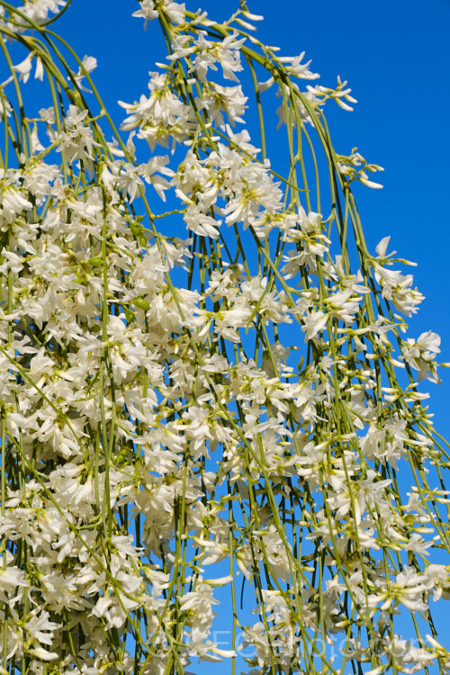 A pure white-flowered form of the Weeping Broom (<i>Carmichaelia stevensonii [syn. <i>Chordospartium stevensonii</i>]), a near-leafless summer-flowering shrub that occurs naturally in the Marlborough region of the South Island of New Zealand It has an attractive weeping growth habit and can reach 6m tall but is usually considerably smaller. Order: Fabales, Family: Fabaceae