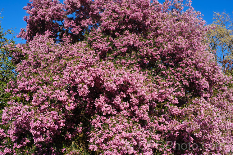 Keurboom (<i>Virgilia divaricata</i>), an evergreen leguminous large shrub or tree native to South Africa. The flowers, which open from spring, are pleasantly scented and range in colour from almost white to deep purple-pink. virgilia-3391htm'>Virgilia.