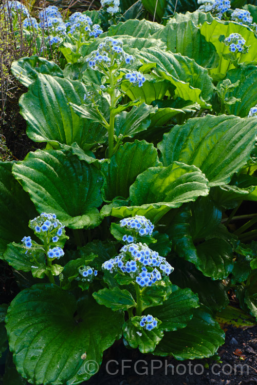 Chatham Islands' Forget-Me-Not (<i>Myosotidium hortensia</i>), a boldly-foliaged evergreen spring-flowering perennial native to Chatham Islands near New Zealand It is one of the most northerly occurring examples of the sub-Antarctic mega-herbs. myosotidium-3165htm'>Myosotidium.