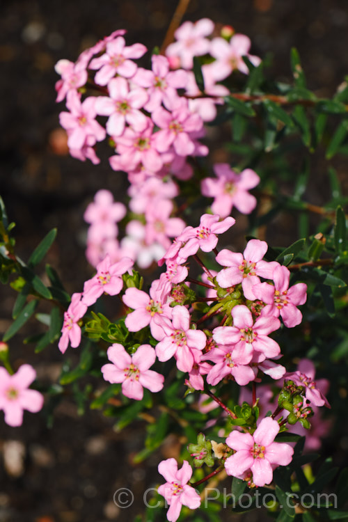 Anysbuchu or Klipsisssie (<i>Adenandra fragrans</i>), a 40-50 high, evergreen, spring-flowering shrub native to South Africa. Despite the specific name, it does not have much fragrance, just a very delicate prettiness. Order: Sapindales, Family: Rutaceae