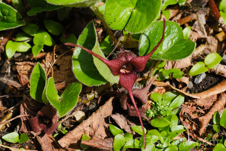 Wild Ginger (<i>Asarum caudatum</i>), an evergreen spring-flowering perennial native to the wetter forested regions of western North America, where it is found from British Columbia to California. The plant spreads by rhizomes to form a dense clump and its foliage has a strong ginger aroma when crushed. The small red-brown flowers are usually hidden under the foliage. Aristolochiaceae