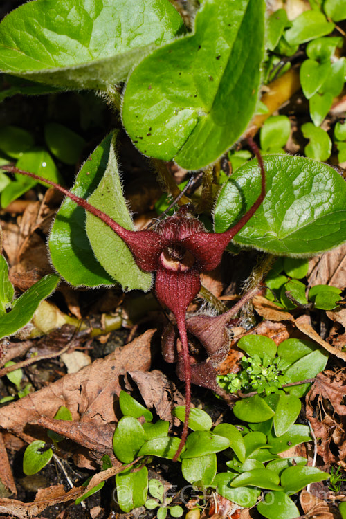 Wild Ginger (<i>Asarum caudatum</i>), an evergreen spring-flowering perennial native to the wetter forested regions of western North America, where it is found from British Columbia to California. The plant spreads by rhizomes to form a dense clump and its foliage has a strong ginger aroma when crushed. The small red-brown flowers are usually hidden under the foliage. Aristolochiaceae