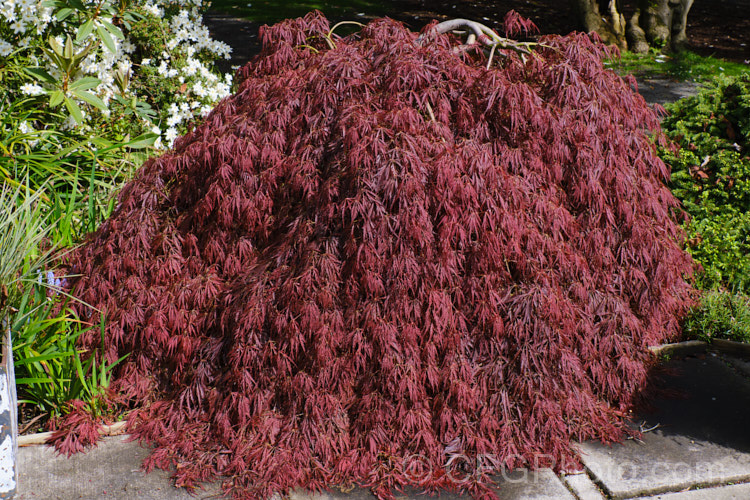 Filigree-leafed Purple Japanese Maple (<i>Acer palmatum</i> 'Dissectum Atropurpureum'), an attractive shrubby cultivar with very finely divided foliage that, regrettably, is prone to wind-burn. Order: Sapindales, Family: Sapindaceae