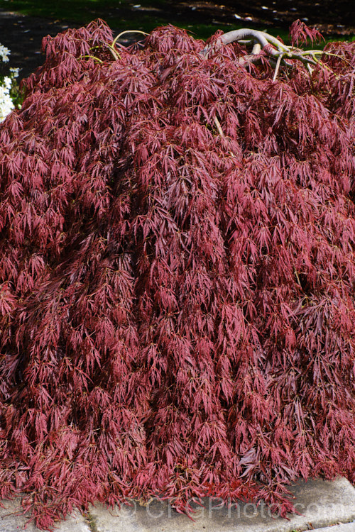 Filigree-leafed Purple Japanese Maple (<i>Acer palmatum</i> 'Dissectum Atropurpureum'), an attractive shrubby cultivar with very finely divided foliage that, regrettably, is prone to wind-burn. Order: Sapindales, Family: Sapindaceae