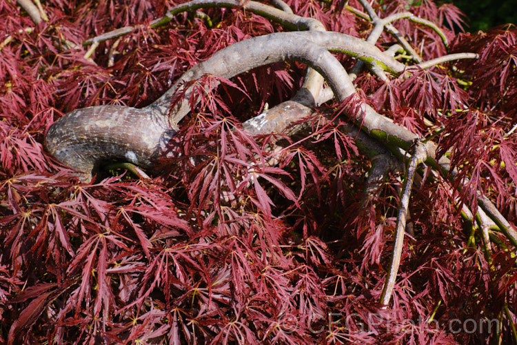 Filigree-leafed Purple Japanese Maple (<i>Acer palmatum</i> 'Dissectum Atropurpureum'), an attractive shrubby cultivar with very finely divided foliage that, regrettably, is prone to wind-burn. Order: Sapindales, Family: Sapindaceae