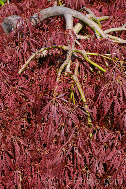 Filigree-leafed Purple Japanese Maple (<i>Acer palmatum</i> 'Dissectum Atropurpureum'), an attractive shrubby cultivar with very finely divided foliage that, regrettably, is prone to wind-burn. Order: Sapindales, Family: Sapindaceae