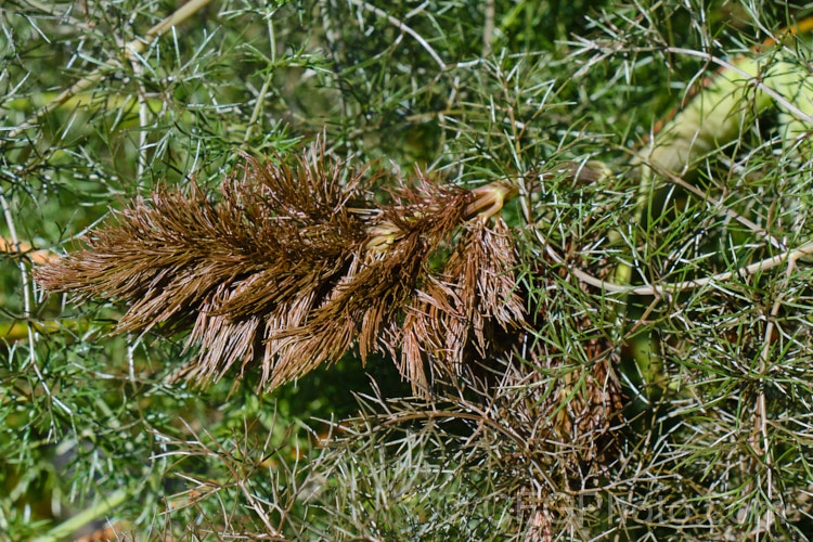 Young spring growth of Bronze Fennel (<i>Foeniculum vulgare 'Purpurascens'), a dark-leaved cultivar of common fennel. Widely grown as a culinary herb, this biennial or short-lived perennial occurs naturally in Europe and the Mediterranean region. It is up to 2m tall and can spread rapidly to become a weed of waste ground. Order: Apiales, Family: Apiaceae