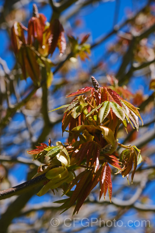 The young spring foliage and flower buds of the Indian Horse Chestnut (<i>Aesculus indica</i>), a northeastern Himalayan, spring-flowering, deciduous tree up to 30m tall. The seed capsules are smooth and contain black-brown nuts. Order Sapindales, Family: Sapindaceae