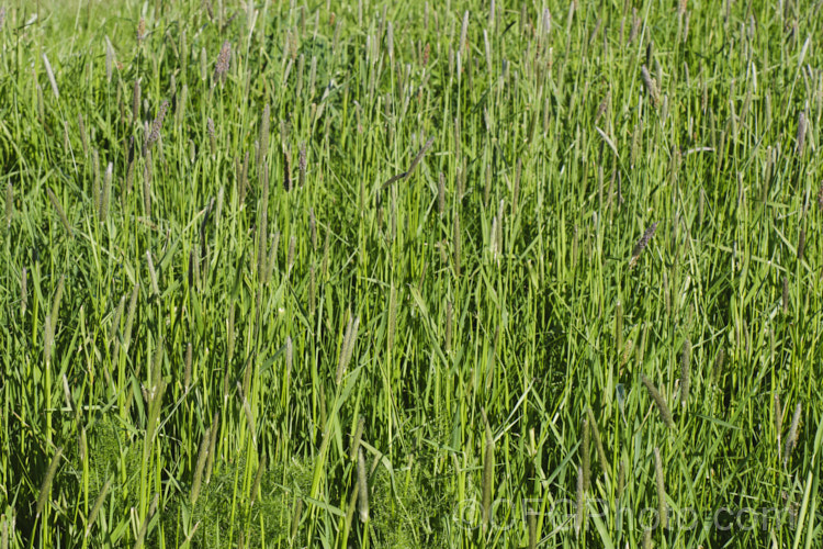 Meadow Foxtail (<i>Alopecurus pratensis</i>), a spring-flowering Eurasian perennial grass that has now become naturalised in many places. It grows to just over 1m tall and generally prefers moist, fertile areas. PoaceaeMeadow Foxtail (<i>Alopecurus pratensis</i>), a spring-flowering Eurasian perennial grass that has now become naturalised in many places. It grows to just over 1m tall and generally prefers moist, fertile areas. alopecurus-3495htm'>Alopecurus. .