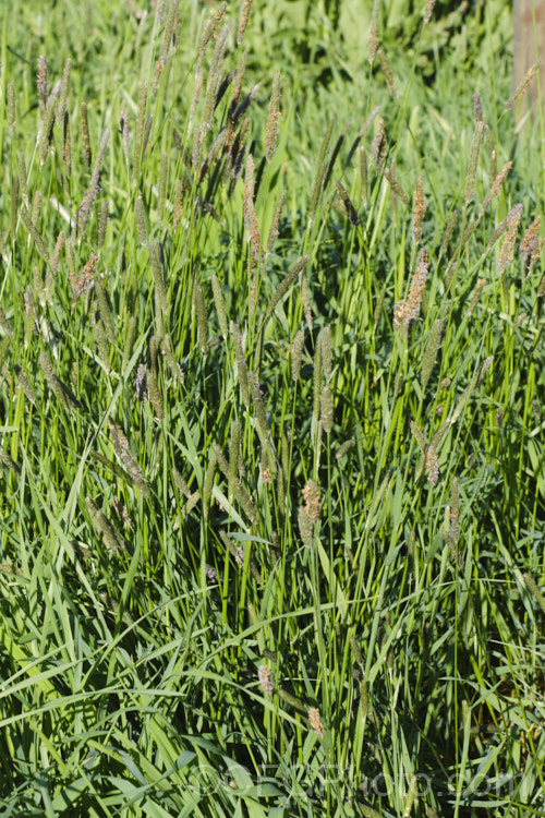 Meadow Foxtail (<i>Alopecurus pratensis</i>), a spring-flowering Eurasian perennial grass that has now become naturalised in many places. It grows to just over 1m tall and generally prefers moist, fertile areas. PoaceaeMeadow Foxtail (<i>Alopecurus pratensis</i>), a spring-flowering Eurasian perennial grass that has now become naturalised in many places. It grows to just over 1m tall and generally prefers moist, fertile areas. alopecurus-3495htm'>Alopecurus. .