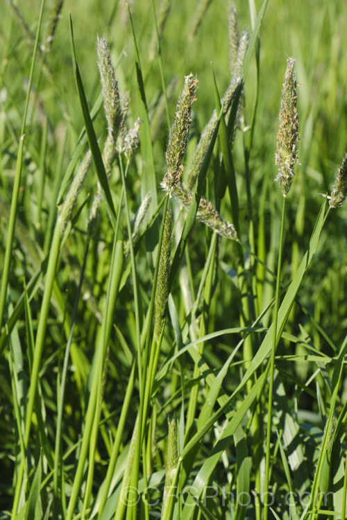 Meadow Foxtail (<i>Alopecurus pratensis</i>), a spring-flowering Eurasian perennial grass that has now become naturalised in many places. It grows to just over 1m tall and generally prefers moist, fertile areas. PoaceaeMeadow Foxtail (<i>Alopecurus pratensis</i>), a spring-flowering Eurasian perennial grass that has now become naturalised in many places. It grows to just over 1m tall and generally prefers moist, fertile areas. alopecurus-3495htm'>Alopecurus. .