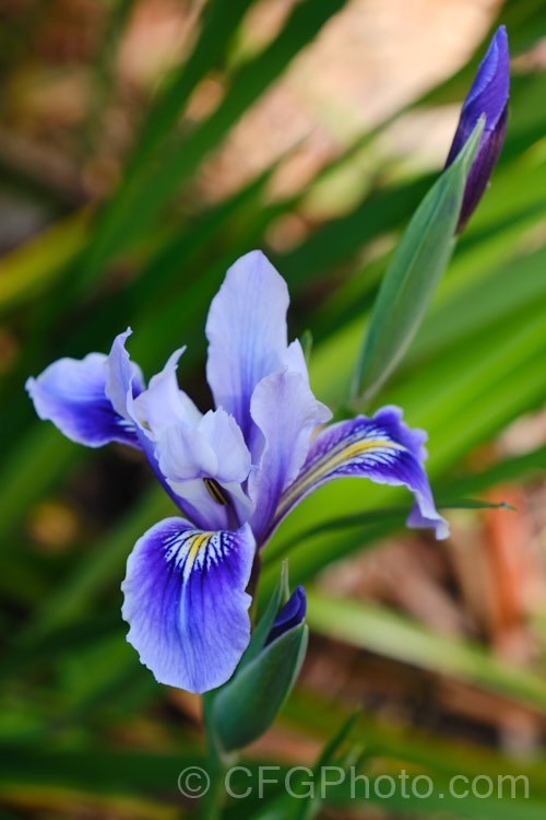 Douglas iris (<i>Iris douglasiana</i>), a perennial native to the western United States and one of the principal parents of the Pacific. Coast hybrid irises. It flowers from mid spring to early summer with stems to 75cm high.