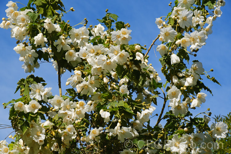 <i>Abutilon vitifolium</i> 'Album', the white-flowered form of this normally mauve-flowered Chilean shrub or small tree. It grows quickly but is inclined to be short-lived. Order: Malvales, Family: Malvaceae