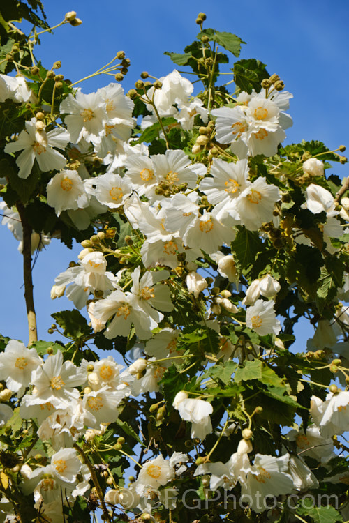 <i>Abutilon vitifolium</i> 'Album', the white-flowered form of this normally mauve-flowered Chilean shrub or small tree. It grows quickly but is inclined to be short-lived. Order: Malvales, Family: Malvaceae