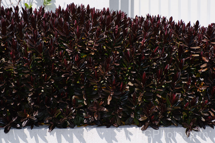 Veronica (syn. Hebe</i>) 'Black Beauty' (syn 'Darkest of All'), a Veronica speciosa hybrid with deep purple-bronze foliage that darkens in winter. The flower spikes are purple-blue and are most abundant in early summer 'Black Beauty' grows to around 1m high and wide