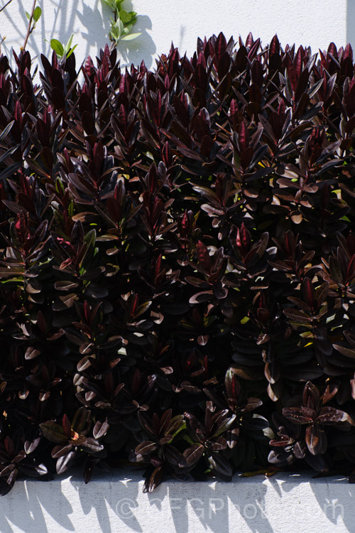 Veronica (syn. Hebe</i>) 'Black Beauty' (syn 'Darkest of All'), a Veronica speciosa hybrid with deep purple-bronze foliage that darkens in winter. The flower spikes are purple-blue and are most abundant in early summer 'Black Beauty' grows to around 1m high and wide