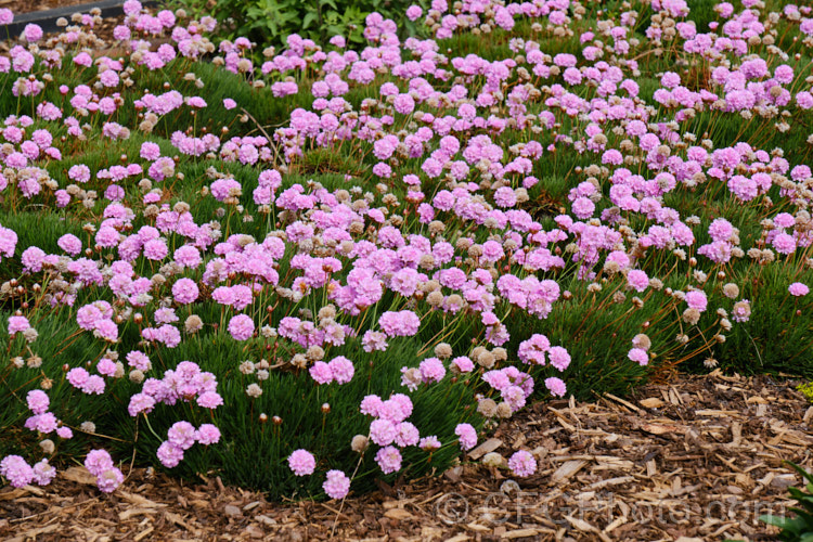 Thrift (<i>Armeria maritima</i>), an evergreen spring-flowering perennial or subshrub that occurs naturally over much of the temperate Northern Hemisphere. Order: Caryophyllales, Family: Plumbaginaceae