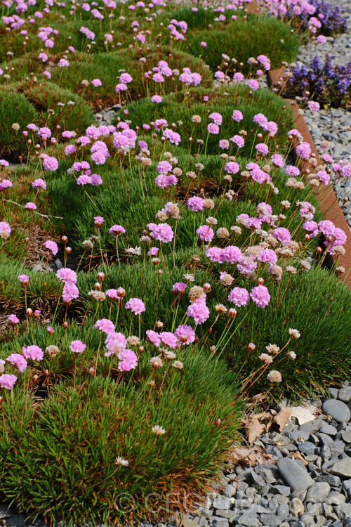 Thrift (<i>Armeria maritima</i>), an evergreen spring-flowering perennial or subshrub that occurs naturally over much of the temperate Northern Hemisphere. Order: Caryophyllales, Family: Plumbaginaceae