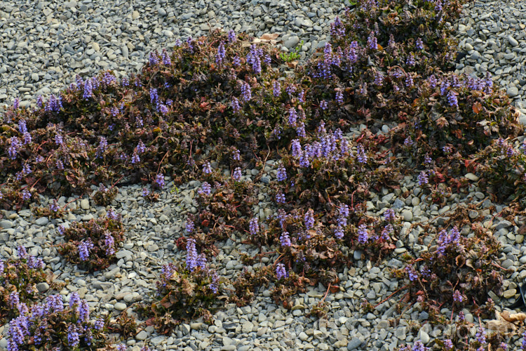 Ajuga reptans 'Purpurea' grwoing wild on a gravel bank. This is a purple-bronze-leafed cultivar of the Common Bugle (<i>Ajuga reptans</i>), an evergreen, carpeting, spring- to early summer-flowering European perennial. ajuga-2272htm'>Ajuga.