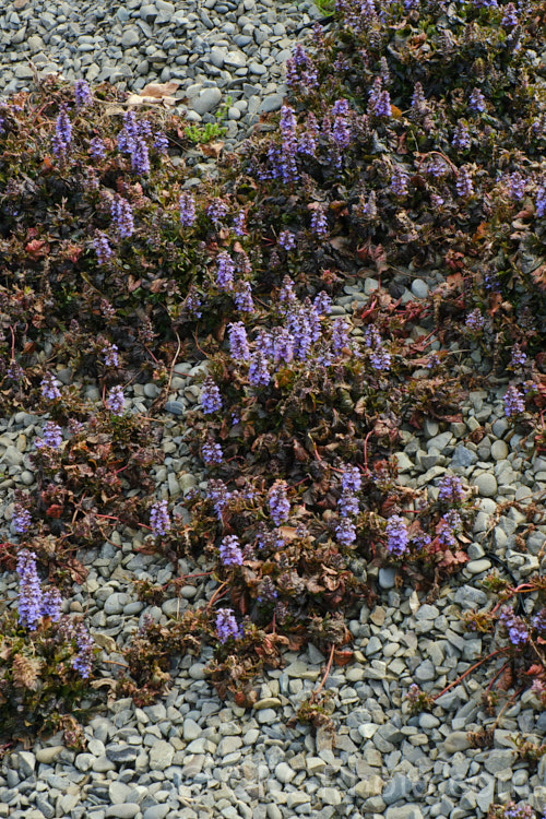 Ajuga reptans 'Purpurea' grwoing wild on a gravel bank. This is a purple-bronze-leafed cultivar of the Common Bugle (<i>Ajuga reptans</i>), an evergreen, carpeting, spring- to early summer-flowering European perennial. ajuga-2272htm'>Ajuga.