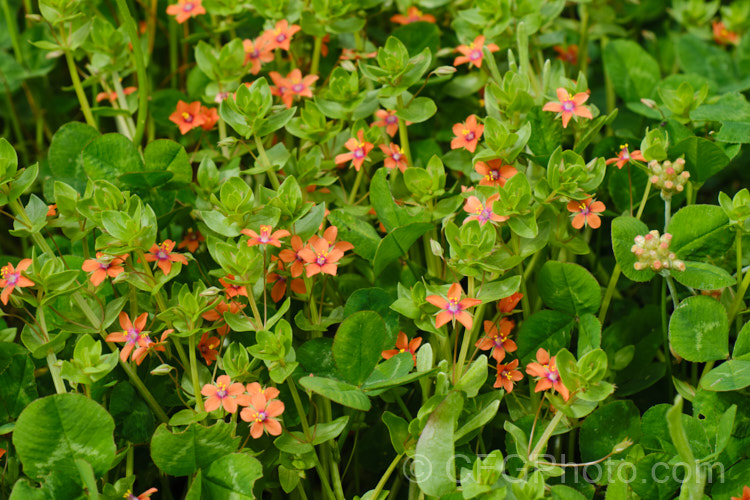 Scarlet Pimpernel (<i>Anagallis arvensis</i>), a small annual, biennial or short-lived perennial that usually appears as a weed in crops, pastures or lawns. Originally native to Europe, though now widespread throughout the temperate zones. Order: Ericales, Family: Primulaceae