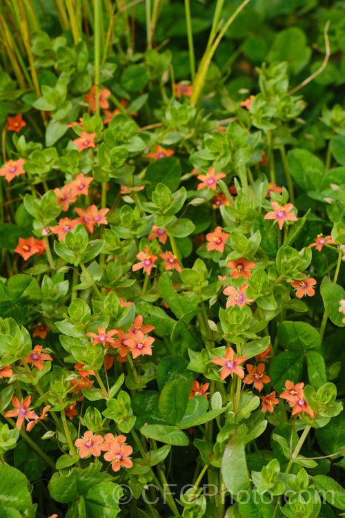 Scarlet Pimpernel (<i>Anagallis arvensis</i>), a small annual, biennial or short-lived perennial that usually appears as a weed in crops, pastures or lawns. Originally native to Europe, though now widespread throughout the temperate zones. Order: Ericales, Family: Primulaceae