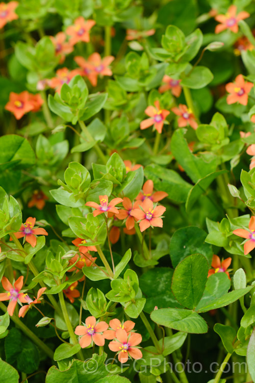 Scarlet Pimpernel (<i>Anagallis arvensis</i>), a small annual, biennial or short-lived perennial that usually appears as a weed in crops, pastures or lawns. Originally native to Europe, though now widespread throughout the temperate zones. Order: Ericales, Family: Primulaceae