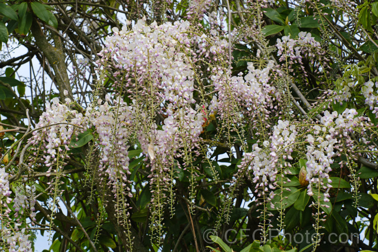 Wisteria floribunda 'Kuchi-beni' (syn 'Lipstick'), a pink and white-flowered cultivar of the Japanese Wisteria. Although probably quite an old cultivar, it entered cultivation in the West in 1830. wisteria-2308htm'>Wisteria.