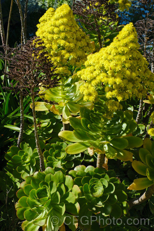 <i>Aeonium arboreum</i>, a bushy succulent native to Gran Canaria Island It produces heads of densely crowded yellow flowers in early spring. Order: Saxifragales, Family: Crassulaceae