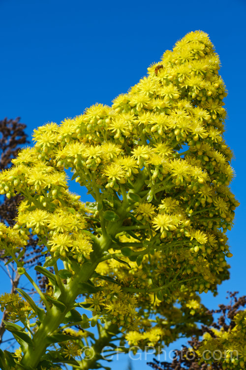 <i>Aeonium arboreum</i>, a bushy succulent native to Gran Canaria Island It produces heads of densely crowded yellow flowers in early spring. Order: Saxifragales, Family: Crassulaceae