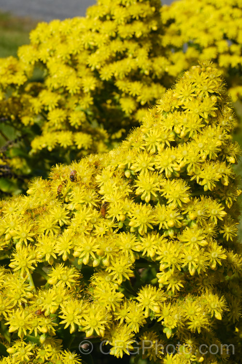 <i>Aeonium arboreum</i>, a bushy succulent native to Gran Canaria Island It produces heads of densely crowded yellow flowers in early spring. Order: Saxifragales, Family: Crassulaceae