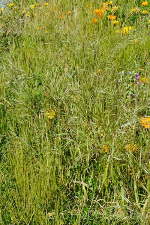 Ripgut. Brome or Great Brome (<i>Bromus diandrus</i>), an annual grass originally native to the Mediterranean area but now widely naturalised. It usually occurs as a weed on waste ground. The seeds have a barb that enables them to cling to clothing or to lodge in the paws or eyes of domestic pets. bromus-2608htm'>Bromus. .