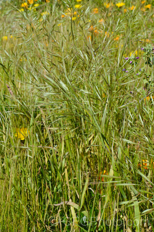 Ripgut. Brome or Great Brome (<i>Bromus diandrus</i>), an annual grass originally native to the Mediterranean area but now widely naturalised. It usually occurs as a weed on waste ground. The seeds have a barb that enables them to cling to clothing or to lodge in the paws or eyes of domestic pets. bromus-2608htm'>Bromus. .