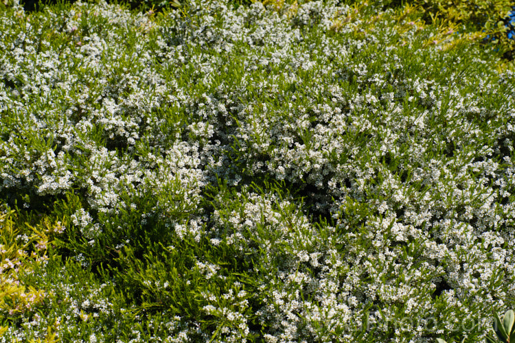 The normal green-leaved and white flowered form of Coleonema pulchrum intermingled with its yellow-leaved, pink-flowered cultivar 'Sunset Gold'This aromatic. South African shrub grows to around 15m high. Order: Sapindales, Family: Rutaceae