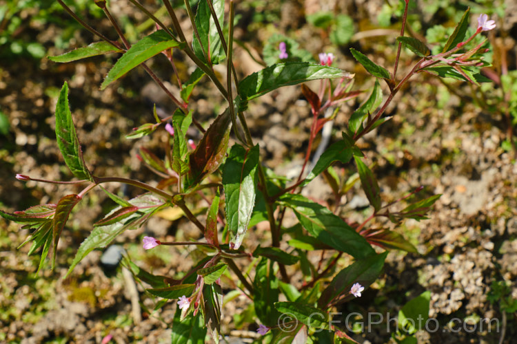 Epilobium Ciliatum Photo At Pictures Of Plants Stock Image Library