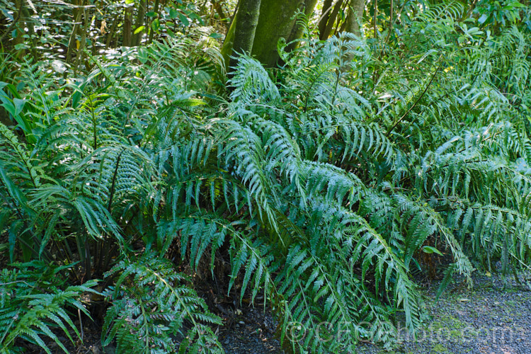 Hen and Chickens. Fern (<i>Asplenium bulbiferum</i>), an evergreen fern native to Australia and New Zealand So-named for the small plantlets that form along the edge of the fronds. asplenium-2279htm'>Asplenium. <a href='aspleniaceae-plant-family-photoshtml'>Aspleniaceae</a>.