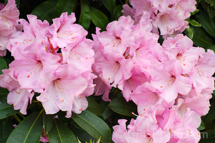 Rhododendron 'Trude. Webster' ('Countess of Derby' selfed</i>), raised by Greer of the United States and introduced in 1961, this medium-sized mid-season- to late-flowering hybrid produces a very large flower truss. The mid-pink flowers are generally rather lighter at the centre, but the effect is not so much of a two-tone effect as 'Lem's Monarch'